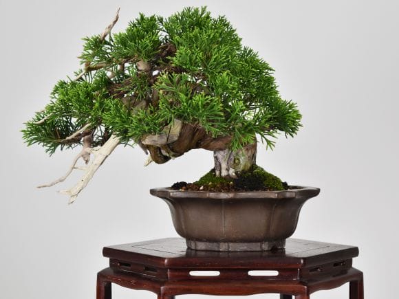 匠の盆栽】真柏 1点もの No.252【平松浩二】の盆栽を販売｜盆栽