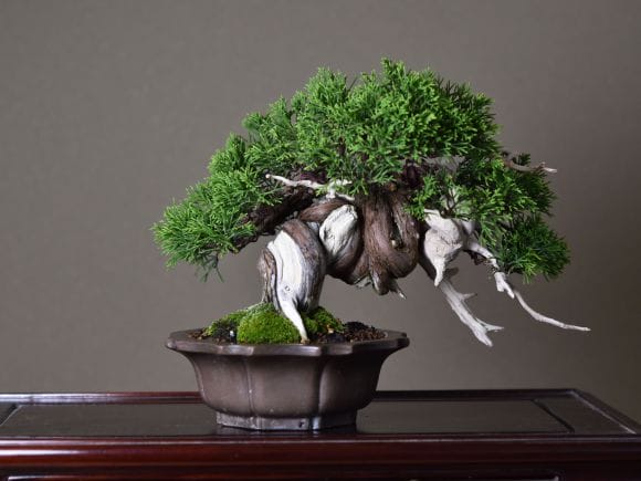 五葉松盆栽！値下げ❗️存在感有❗️ 黒松真柏 匠の盆栽】真柏 1点もの No.252【平松浩二】の盆栽を販売｜盆栽