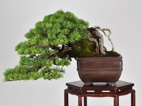 匠の盆栽】五葉松 1点もの No.253【平松浩二】の盆栽を販売｜盆栽妙