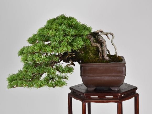 匠の盆栽】五葉松 1点もの No.253【平松浩二】の盆栽を販売｜盆栽妙