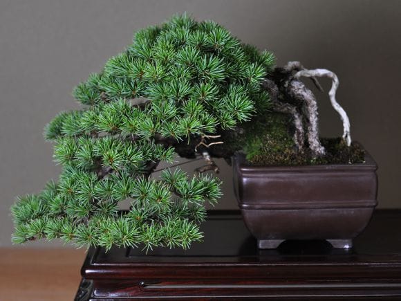 匠の盆栽】五葉松 1点もの No.253【平松浩二】の盆栽を販売｜盆栽妙