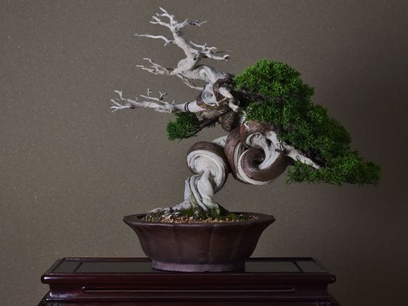匠の盆栽】真柏 1点もの No.254【平松浩二】の盆栽を販売｜盆栽