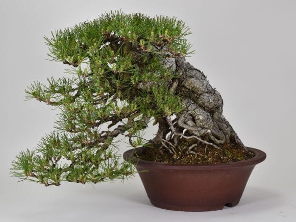 匠の盆栽】黒松 1点もの No.256【平松浩二】の盆栽を販売｜盆栽妙