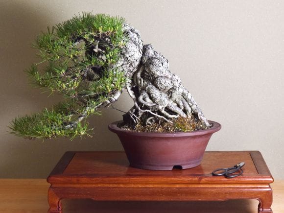 匠の盆栽】黒松 1点もの No.256【平松浩二】の盆栽を販売｜盆栽妙