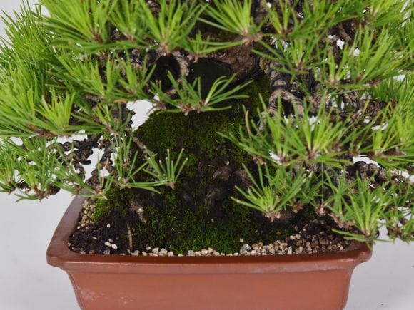 匠の盆栽】黒松 1点もの No.257【平松浩二】の盆栽を販売｜盆栽妙