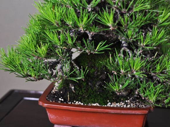 No.17 黒松‼️盆栽 展示会 【公式通販】