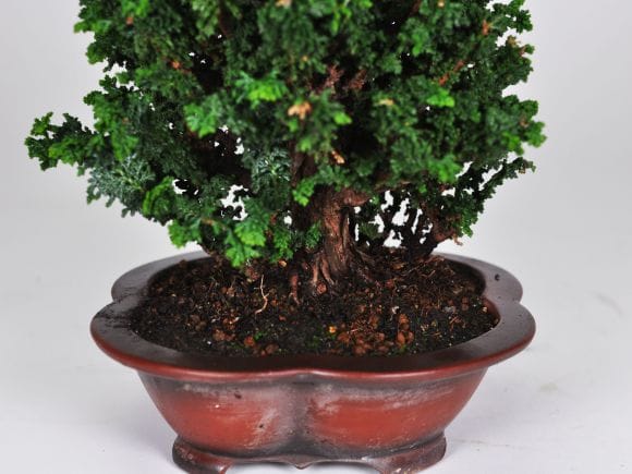 匠の盆栽】石化ヒノキ 1点もの No.258【平松浩二】の盆栽を販売｜盆栽