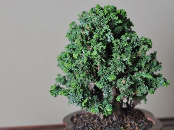 石化檜盆栽、株立ち、真柏、黒松、早い者勝ち 匠の盆栽】石化ヒノキ