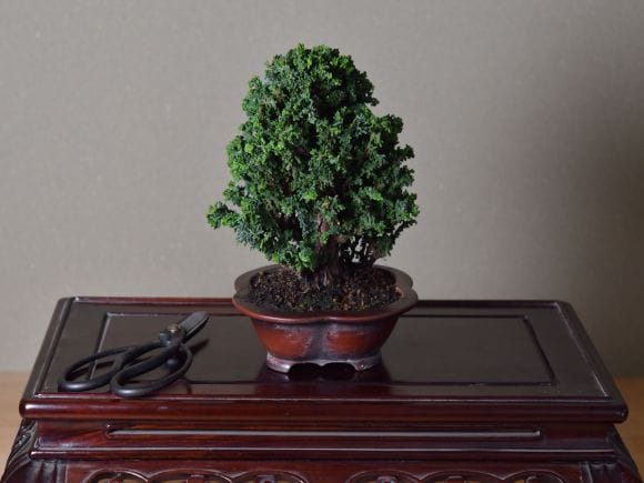 匠の盆栽】石化ヒノキ 1点もの No.258【平松浩二】の盆栽を販売｜盆栽