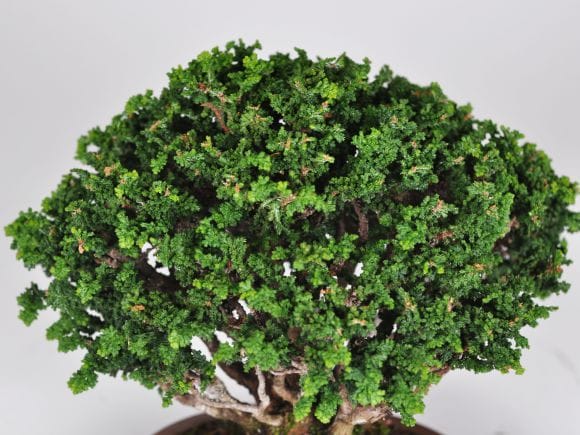 デレック　盆栽 石化ひのき 石化檜 石化檜（せっかひのき） - 盆栽・ミニ盆栽・苔玉の通販サイト