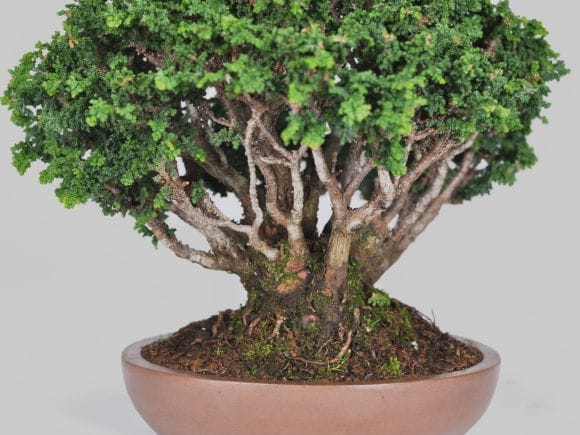 2908_6.jpg?v=1700700882&width=1946