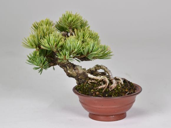 五葉松 盆栽 匠の盆栽】五葉松 1点もの No.260【平松浩二】の盆栽を販売｜盆栽妙