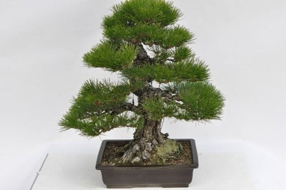 淡路黒松　1点もの No.22