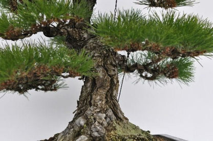 淡路黒松　1点もの No.22