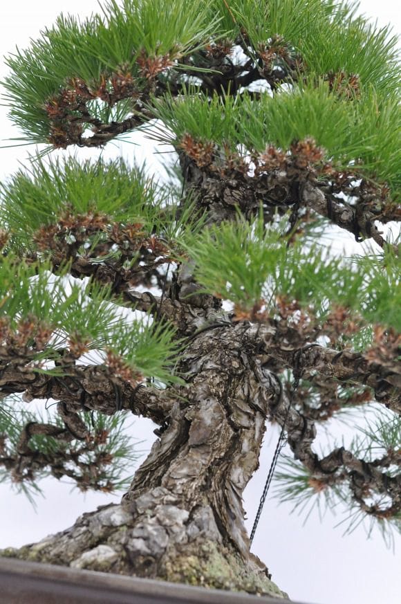 淡路黒松　1点もの No.22