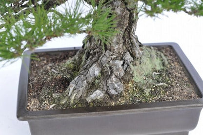 淡路黒松　1点もの No.22