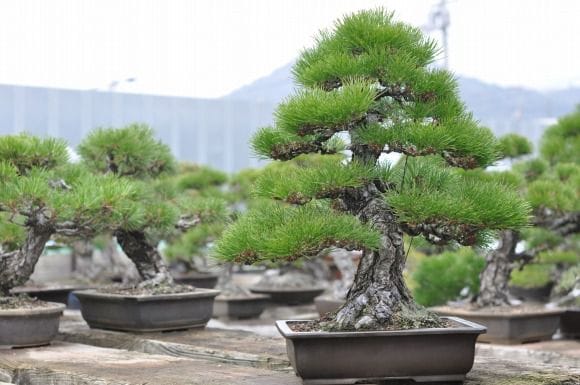 淡路黒松　1点もの No.22