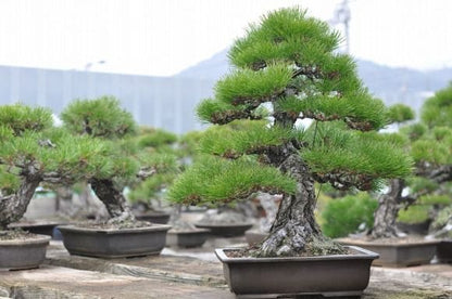 淡路黒松　1点もの No.22