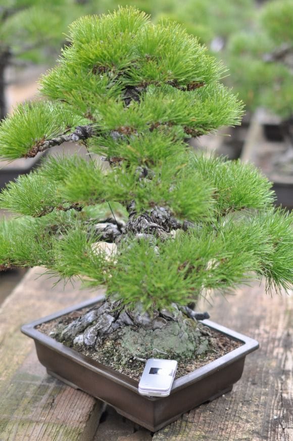 淡路黒松　1点もの No.22