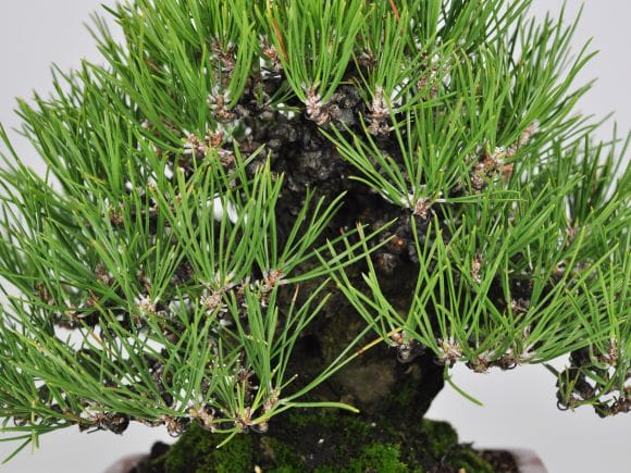 匠の盆栽】黒松 1点もの No.262【平松浩二】の盆栽を販売｜盆栽妙