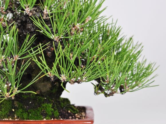 匠の盆栽】黒松 1点もの No.262【平松浩二】の盆栽を販売｜盆栽妙