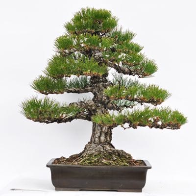 淡路黒松　1点もの No.23