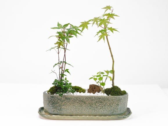 モミジ 盆栽 粘り良し 盆栽 紅葉 樹高 約21cm もみじ 高級盆栽 Acer palmatum モミジ
