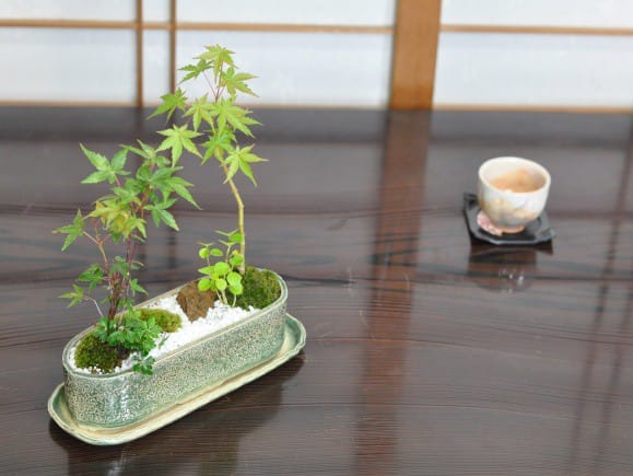 紅葉(もみじ)の庭の盆栽を販売｜盆栽妙 – 盆栽妙 本店