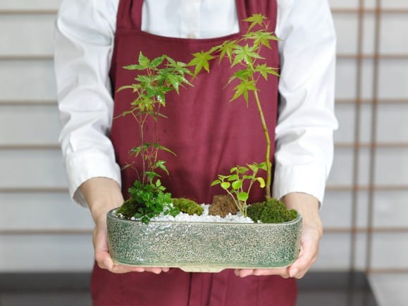 紅葉(もみじ)の庭の盆栽を販売｜盆栽妙 – 盆栽妙 本店