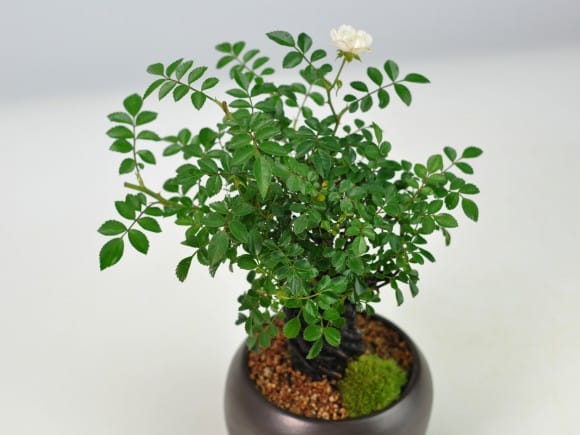 根上がり姫バラ 白花