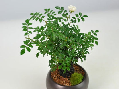根上がり姫バラ 白花