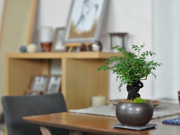 根上がり姫バラ 白花の盆栽を販売｜盆栽妙 – 盆栽妙 本店