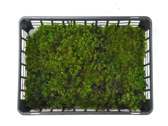 山苔　苔ぼっくりさん専用　2トレー分 しっぽ苔(シッポゴケ)小トレーを販売｜盆栽妙 – 盆栽妙 本店