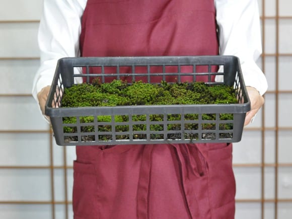 スナゴケ 砂苔 1平米 60cm×30cm(トレー6枚) 1箱 コケ 園芸 日本