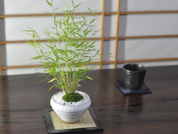 姫竹の盆栽を販売｜入門は盆栽妙 – 盆栽妙 本店
