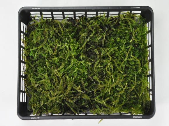 小壺苔(コツボゴケ)小トレーを販売｜盆栽妙 – 盆栽妙 本店