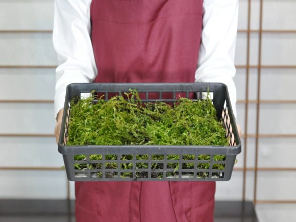 小壺苔(コツボゴケ)小トレーを販売｜盆栽妙 – 盆栽妙 本店