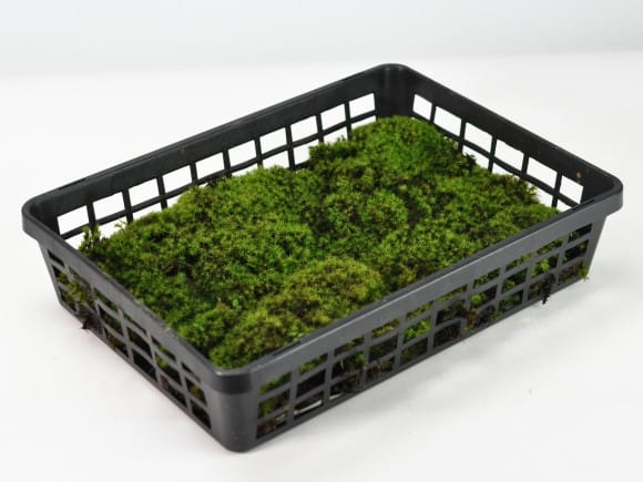 苔玉・苔 endo MYK】KOKEDAMA-kubo 苔玉-窪 | 丸三安田瓦工業オンラインストア