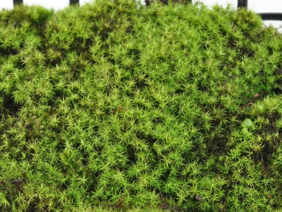 苔玉・苔 endo MYK】KOKEDAMA-kubo 苔玉-窪 | 丸三安田瓦工業オンラインストア