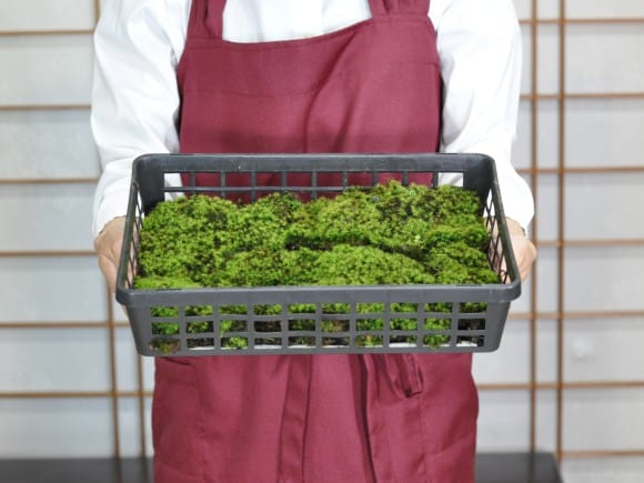 玉苔(タマゴケ)小トレーを販売｜盆栽妙 – 盆栽妙 本店