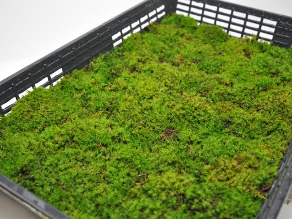 ファッションなデザイン 2968_1.jpg?v=1700702135&width=1946 苔玉・苔