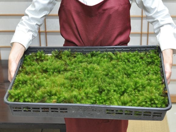 teru3　コケ各種5パレット他ヒノキゴケ、オオカサゴケ計4パック IMG_0955.jpeg