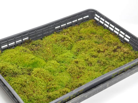 teru3　コケ各種3.5トレーとカサゴケ1Pタマゴケ2P 玉苔(タマゴケ)大トレー(5枚セット)販売｜盆栽妙 – 盆栽妙 本店