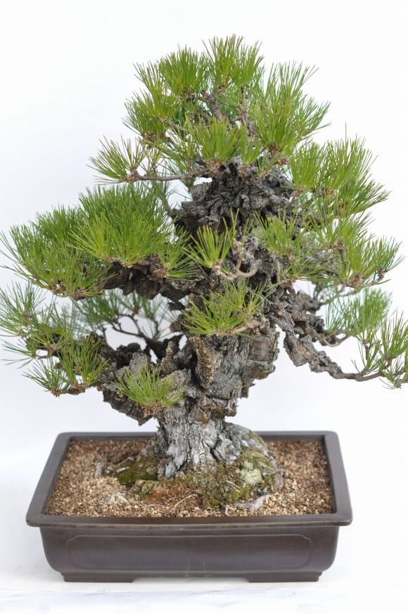 錦松　盆栽　岩石性 楽天市場】岩石松盆栽 本格 岩石性 黒松 盆栽 : 園芸百貨店