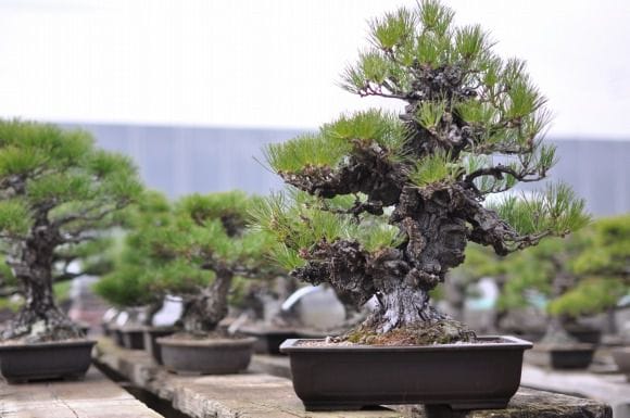 錦松 1点もの No.24の盆栽を販売｜入門は盆栽妙 – 盆栽妙 本店