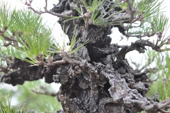 錦松 1点もの No.24の盆栽を販売｜入門は盆栽妙 – 盆栽妙 本店