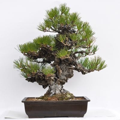錦松　1点もの No.24