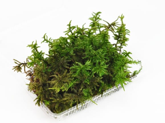高野万年草(コウヤノマンネングサ)パック を販売｜盆栽妙 – 盆栽
