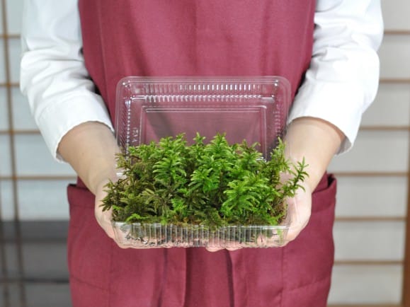高野万年草(コウヤノマンネングサ)パック を販売｜盆栽妙 – 盆栽妙 本店