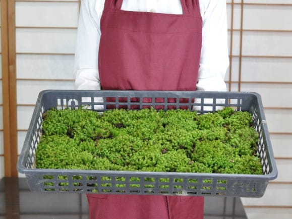 小しっぽ苔(コシッポゴケ)大トレーを販売｜盆栽妙 – 盆栽妙 本店